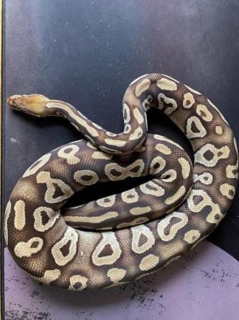 Image 2 of Royal / Ball python, Pastave (female)