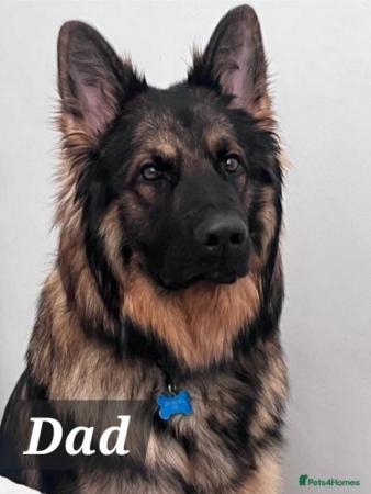 Image 2 of Beautiful KC Reg Long Coated German Shepherd Pups