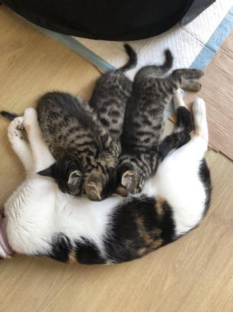Image 3 of 9 week old Tabby kittens - ready for new homes