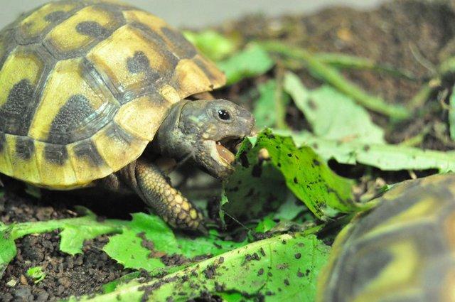 Preview of the first image of More than one year old little tortoises are ready to go.