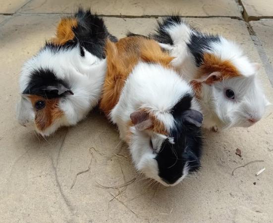 Image 5 of Baby guinea pigs looking for their forever home