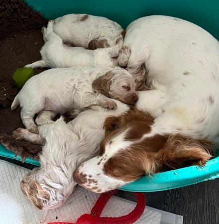 Image 2 of KC Registered Cocker Spaniel Puppies