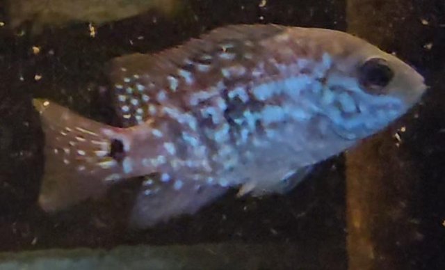 Image 5 of Unfaded Super Red Texas Cichlids