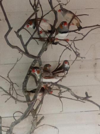 Image 2 of Zebra finches males only available