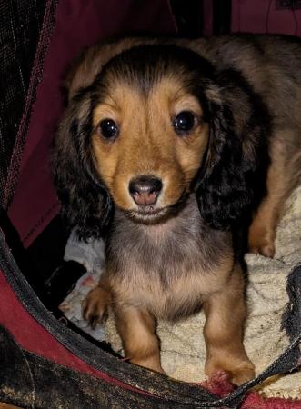 Image 4 of KC Reg Shaded red standard Long-haired Dachshunds