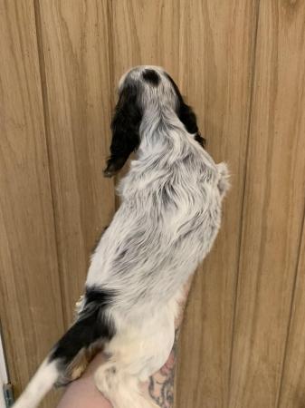Image 7 of Gorgeous show type cocker spaniels