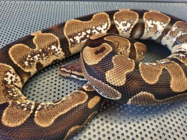 Image 1 of Male and female royal pythons available