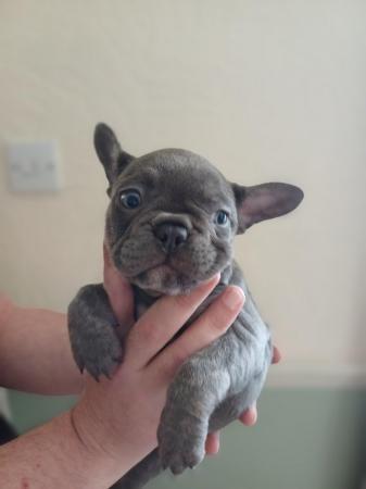 Image 9 of 8 week old French bull dog puppies.