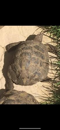 Image 2 of 13 year old Male Hermanns Tortoise