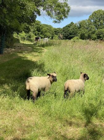Image 4 of Shropshire ewe lambs and shearling.