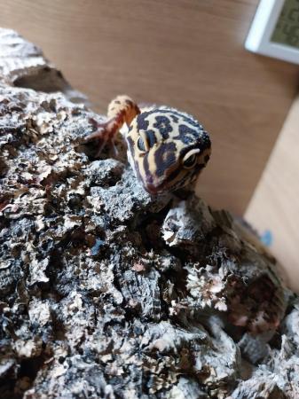 Image 13 of Female leopard gecko with everything