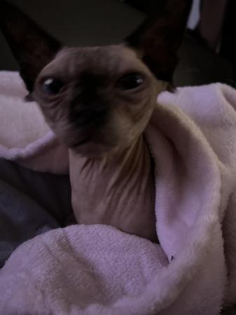Image 5 of Almost 2 Year Old Neutered Male Sphynx