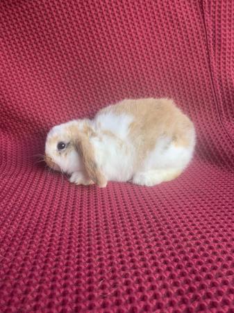 Image 2 of 4 X Mini Lop Does (Female)
