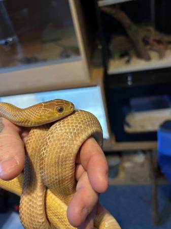 Image 2 of Rat snake with complete set up