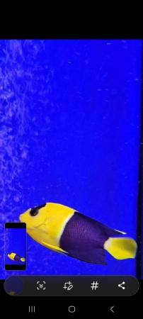 Image 3 of Bicolour Angel Marine Fish