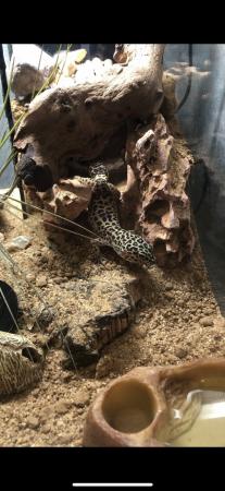Image 3 of 2 years old leopard gecko lizard for sale