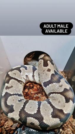Image 4 of Various Ball pythons, (May Sell Full Collection & Racks)