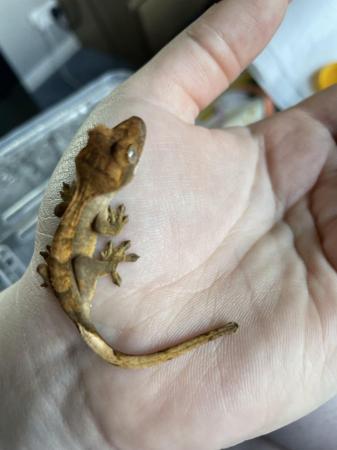 Image 5 of Baby Flame type Crested Gecko unsexed £30