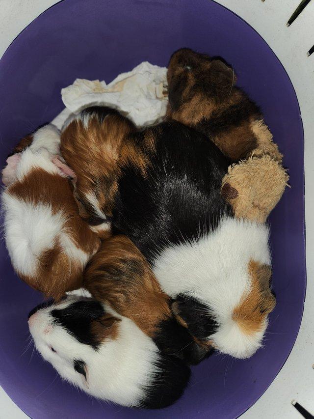 Preview of the first image of guinea pigs for sale, 2 females..