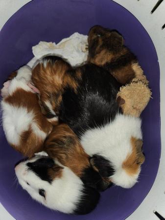 Image 5 of guinea pigs for sale, 2 gorgeous little boys. price for bot