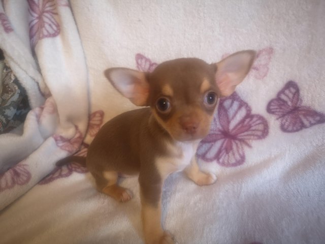 Preview of the first image of 3 adorable chihuahua puppies for sale.