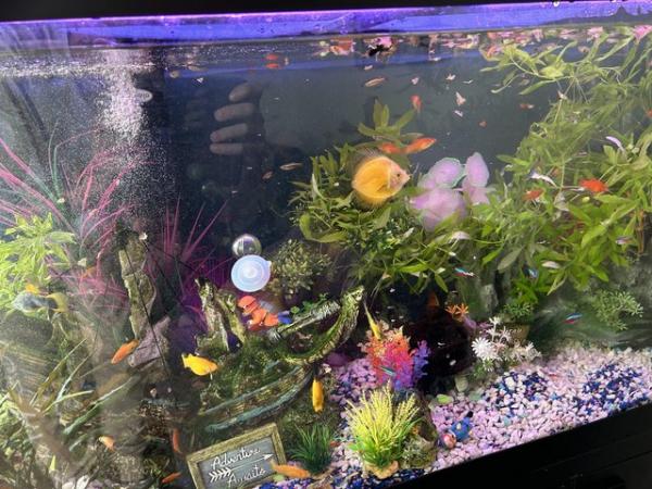 Image 5 of 200l fish tank and stand with everything u need all breeding