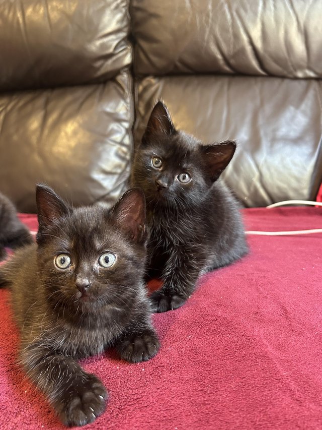 Kittens for sale - ready now