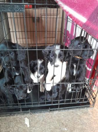 Image 6 of Sprocker puppies for sale
