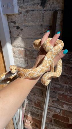Image 1 of Multiple corn snakes for sale
