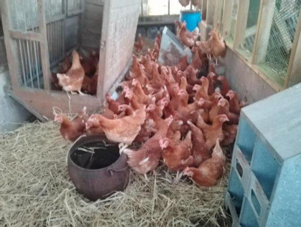 Image 2 of Point of lay Pullets 20 weeks old as of 29 January