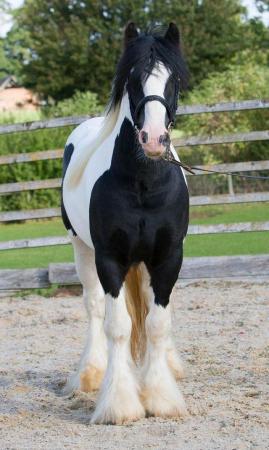 Image 5 of Black cob yearling colt by Elite Graded Irish Cob stallion