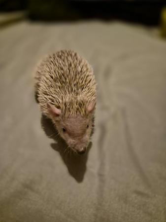 Image 2 of 4 month old lesser tenrecs unsexed.