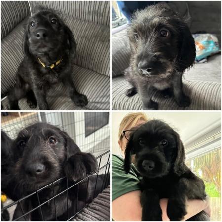 Image 21 of Labradoodle F1B puppies REDUCED 3 LEFT