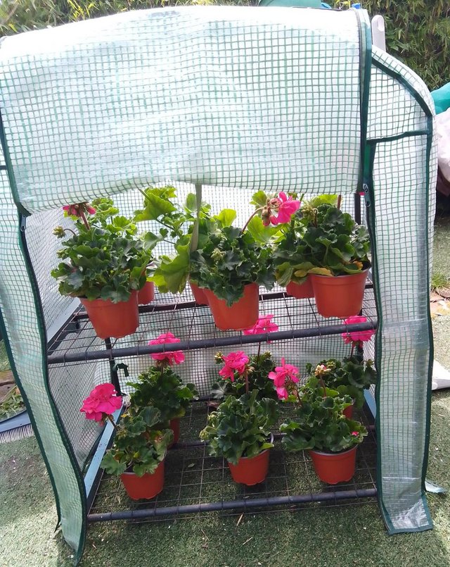 Preview of the first image of Mini Greenhouse for Plants & Seedlings.