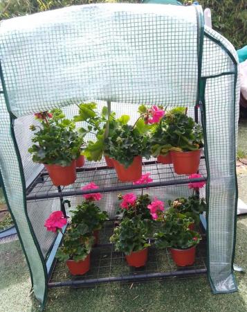 Image 1 of Mini Greenhouse for Plants & Seedlings