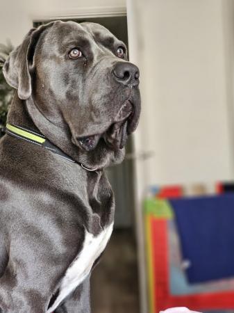 Image 4 of Kane , Cane Corso male 2 years old