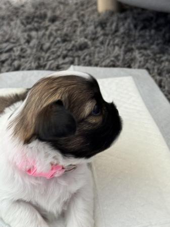 Image 5 of 5 week old Scih Tzu puppies for sale