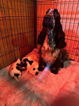 Image 10 of BLUE ROAN PURE SHOW COCKER SPANIEL PUPPIES DNA TESTED