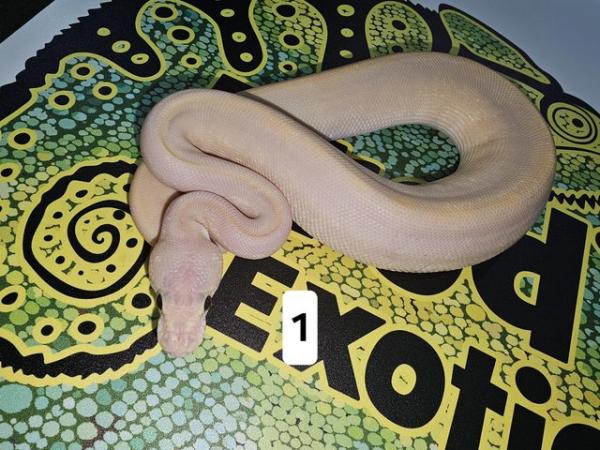 Image 4 of Lots of Beautiful Baby Royal Pythons