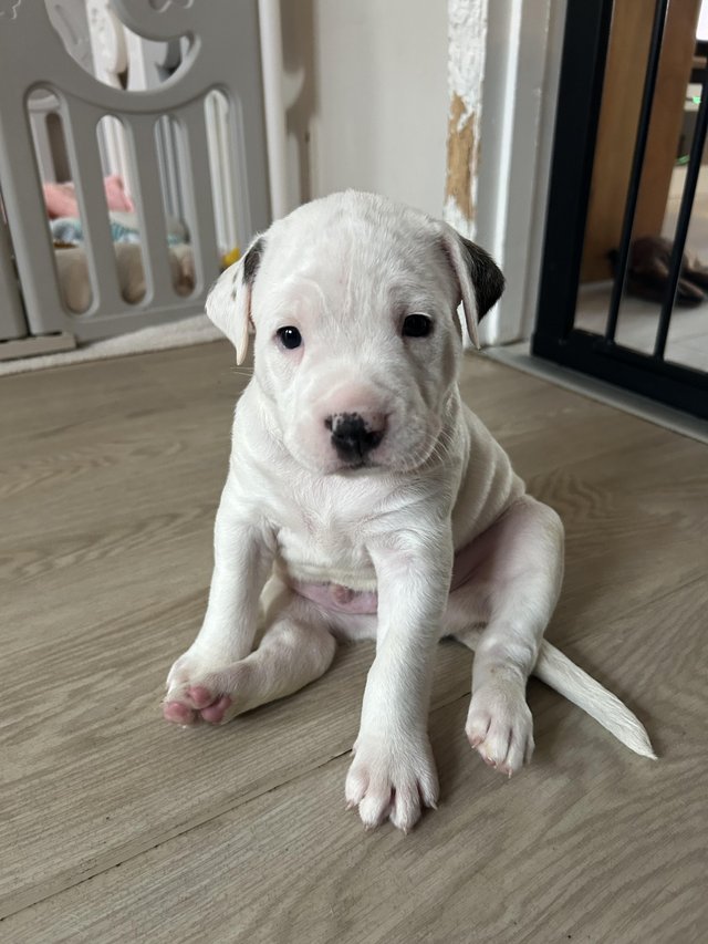 bulldog deals scott american bulldog puppies