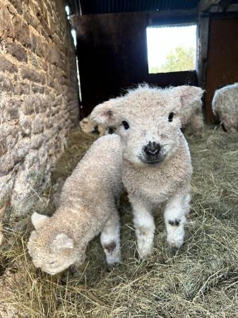 Image 1 of Gorgeous 3/4 Greyface Dartmoor lambs