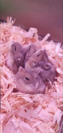 Image 7 of Russian Dwarf Hamsters Available Now