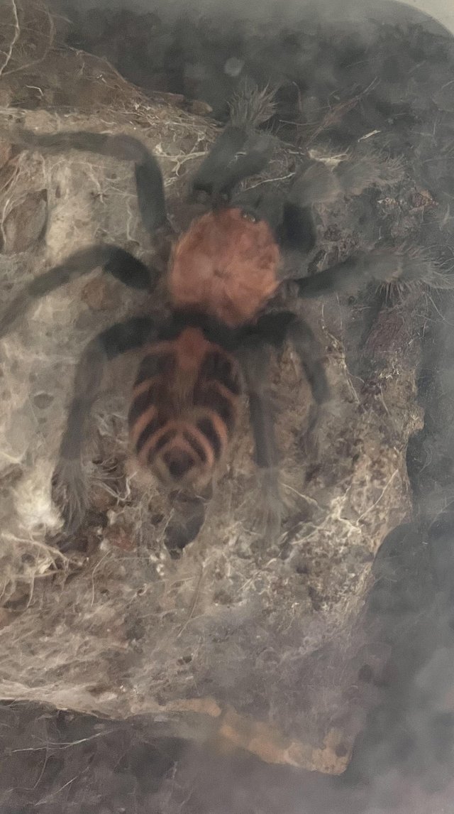 Preview of the first image of Adult Mexican Tiger Rump Tarantula For Sale.