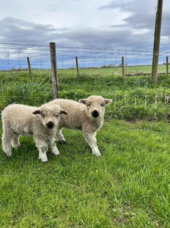 Image 2 of 1 pure & 2 3/4 greyface Dartmoor lambs