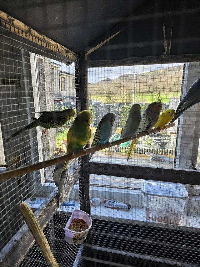Preview of the first image of Cockatiels and budgies for sale.