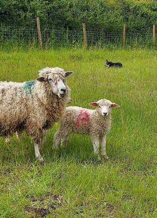 Image 5 of Rare breed pedigree Cotswold sheep