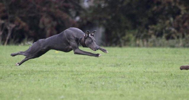 Image 7 of Stunning KC Whippet Pups For Sale