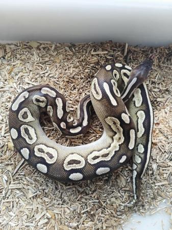 Image 2 of Female bal pythons , super banana combo and more good price