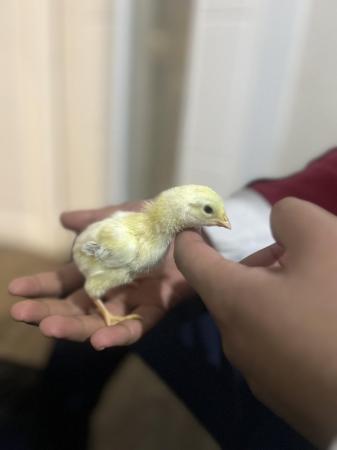 Image 11 of Aseel chicks for sale very  healthy