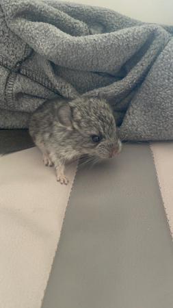 Image 3 of FEMALE CHINCHILLA READY TO LEAVE AT 8 WEEKS
